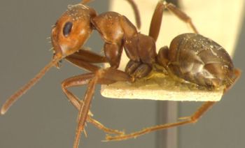 Media type: image;   Entomology 21726 Aspect: habitus lateral view
